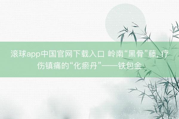 滚球app中国官网下载入口 岭南“黑骨”藤， 疗伤镇痛的“化瘀丹”——铁包金